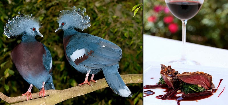 Crowned in Blue: The Noble World of the Goura Pigeons