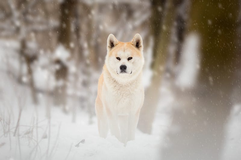 An Akita inu dog stands in a snow storm in Akita Prefecture