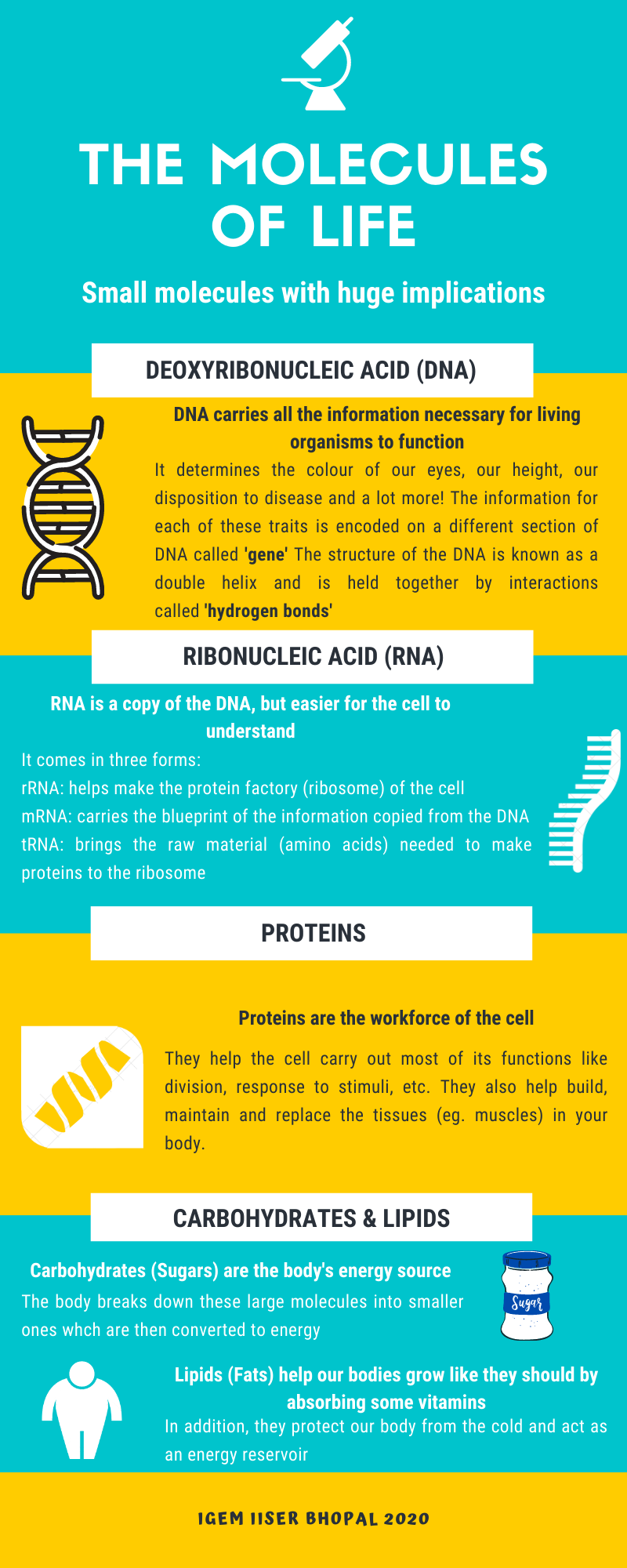 A brief overview of biomolecules.