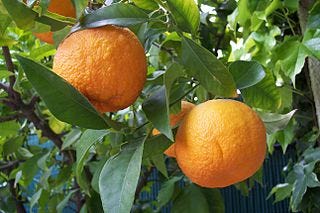Get to Know A Cannabis Terpene: Nerolidol