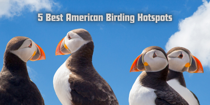 Best American birding hotspots