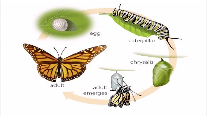 Metamorphosis and Movies