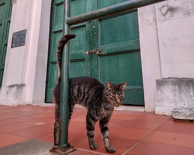 A brow tabby cat stands in from of a green door on red tile beside a handrail which it’s tail curls around.