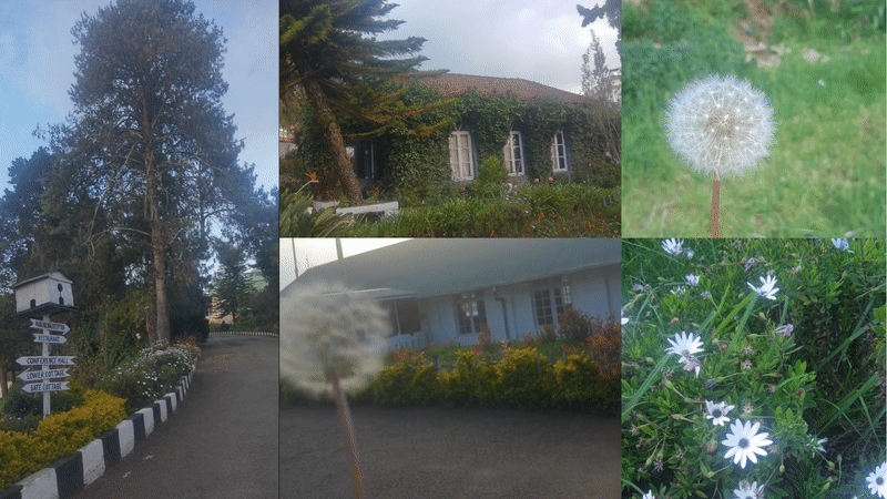 A collage of shots taken at the YWCA campus featuring Left: birdhouse with signboards on a road (to the cottages/reception), Center: a stone cottage overgrown with ivy (3 white windows peek out) with a red roof and a tree, a video of a dandelion being blown away in front of a white house with a green roof and a garden. Right: two images, the top one of a dandelion in focus with a field in the background, and the bottom one of white wildflowers (with purple centers) growing in a field.