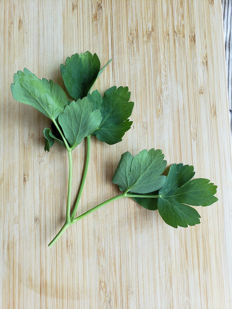 Coastal Hog Fennel (방풍나물)