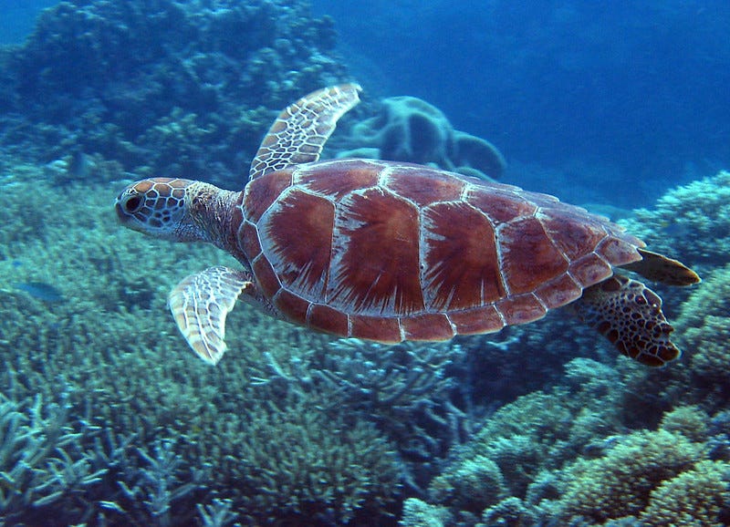 Green Sea Turtle flying with glee over the Coral Sea in the Great Barrier Reef. Blue hues of sea and beautiful reddish brown turtle shell.