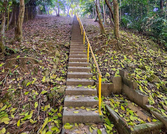 Looking up at a narrow set of concrete stairs with a yellow handrail on one side. Jungle along both sides.