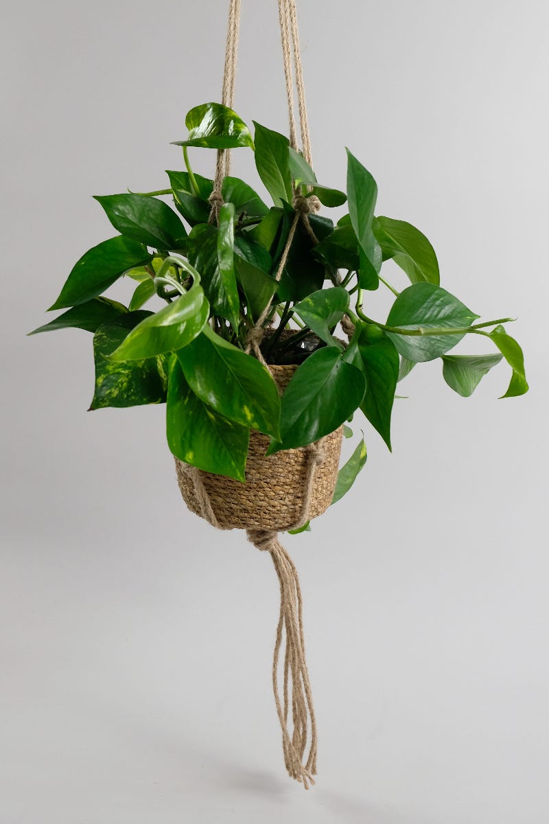 Pothos: the best for cascading