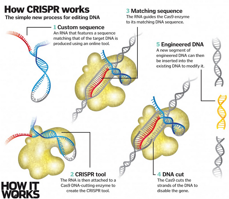 Image result for Emergence of Crispr provides opportunity to play God with gene therapy