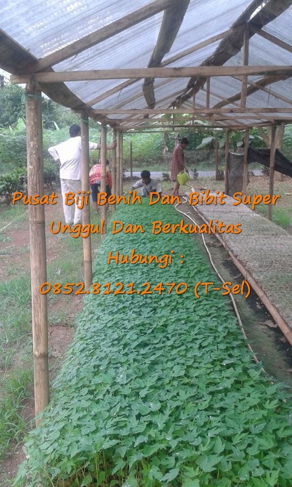 0812–1890–8795 WA, Penjual Bibit Buah Pepaya Calina Siap Tanam 0812–1890–8795 WA, Penjual Bibit Buah Pepaya Calina Siap Tanam