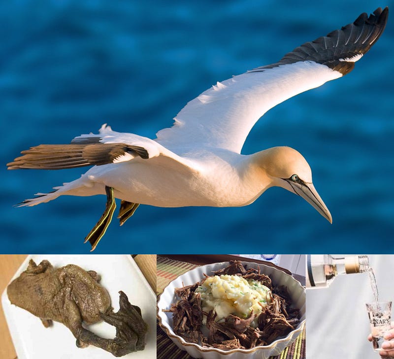 Lords of the Cliffs: The World of the Northern Gannet