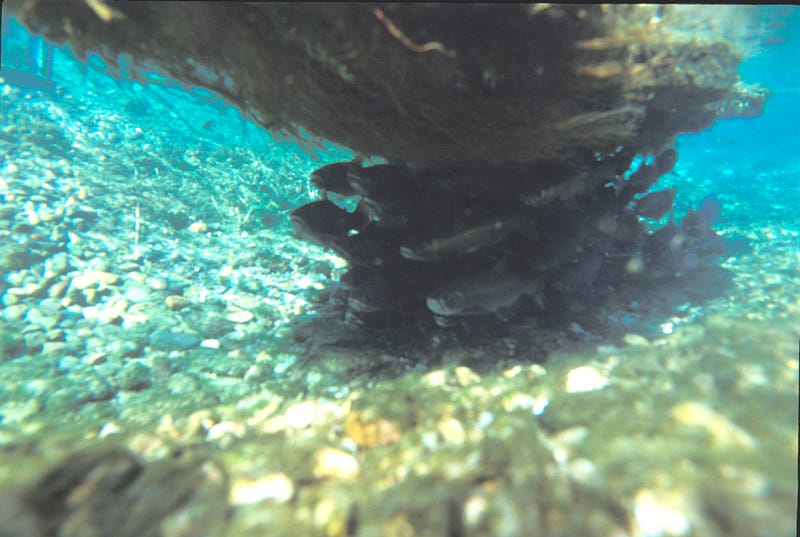 Bass and panfish sheltering under a floating island in a cluster. The water is clear and looks blue, the ground looks gold