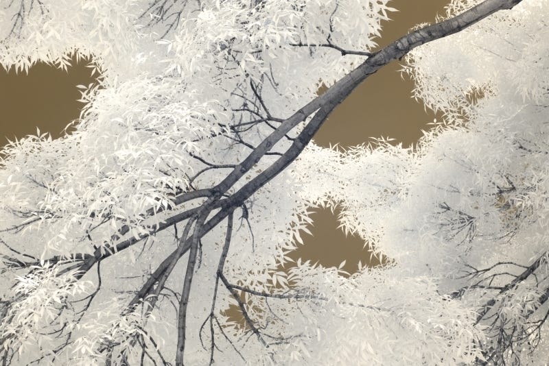 Infrared photograph of leaves, tree branches, and gold sky