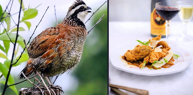 The Northern Bobwhite: A Whistling Jewel of Grassland, Cuisine, and Conservation