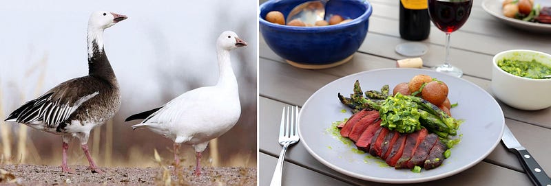 The Snow Goose: A Migratory Marvel Bridging Wilderness, Cuisine, and Conservation