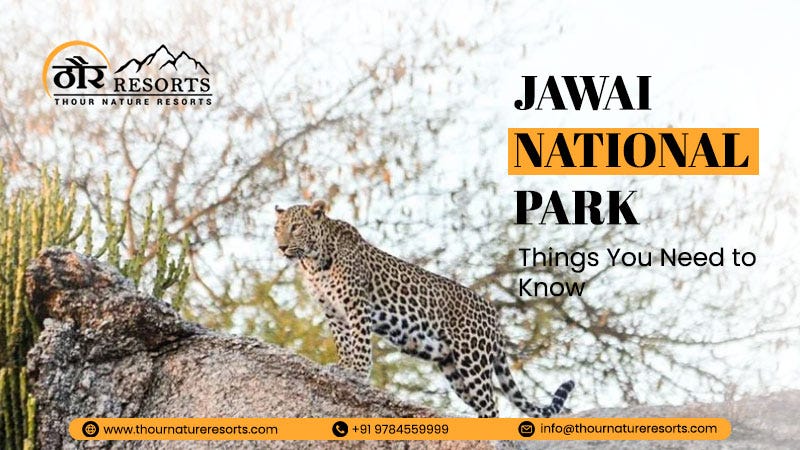 Jawai National Park: Things You Need to Know