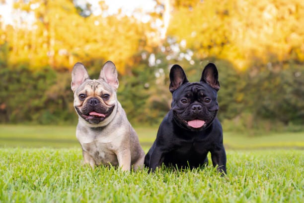 Meet 10 Popular Dog Breeds for National Dog Day 2024