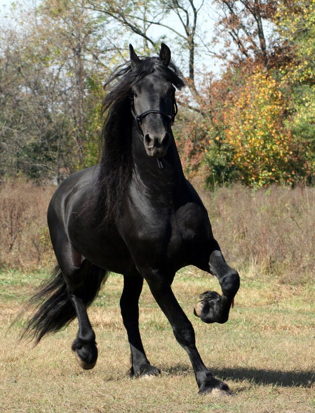 Friesian - 10 Most Expensive Horse Breeds In The World
