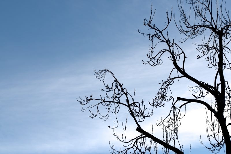 Photograph of silhouette of bare tree branches against a calm blue sky with light clouds, taken for healing by medical doctor