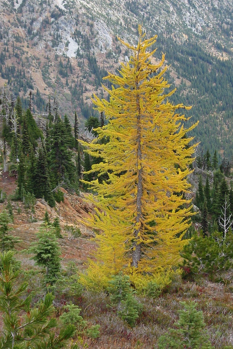 picture of a larch tree