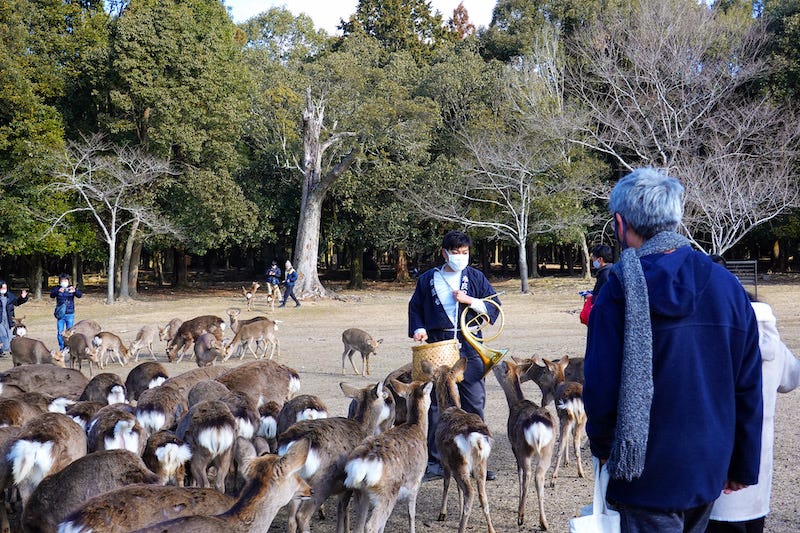 Deer flock to a man holding a french horn in Nara Park for the shika yose