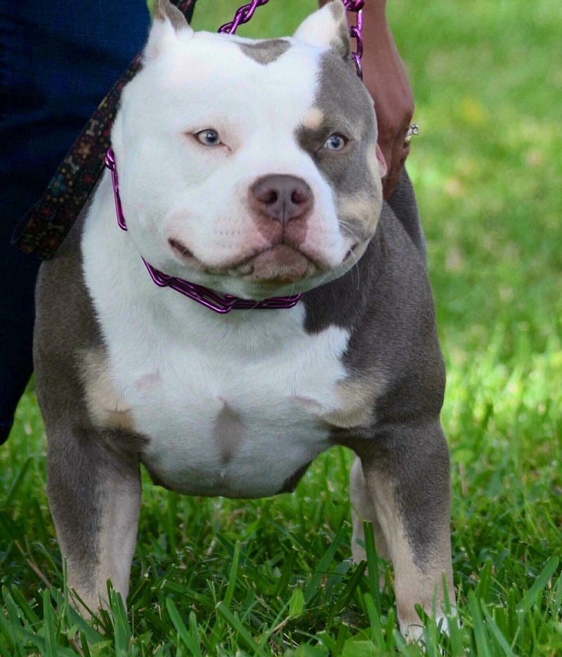 LILAC (CHAMPAGNE) & LILAC TRI COLORED AMERICAN BULLY CLONES