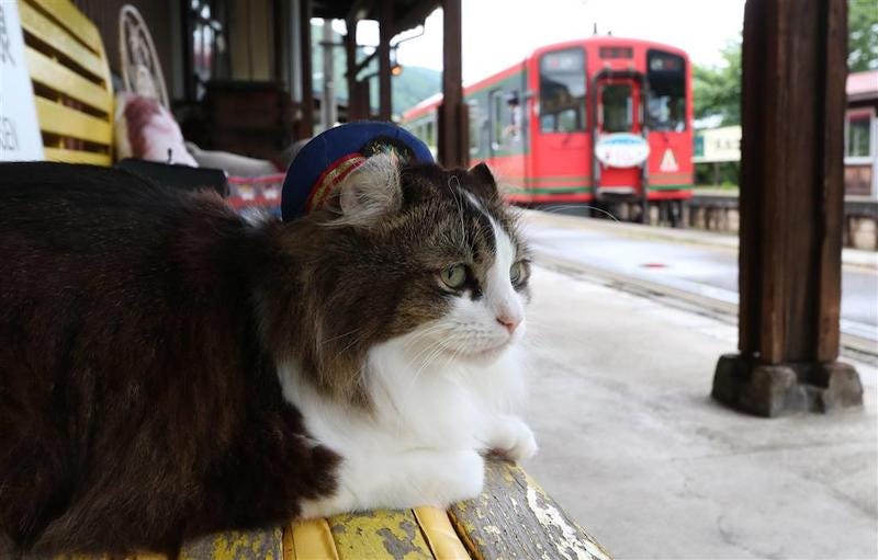 The cat Sakura who is the stationmaster of Ashinomaki Onsen Station in Fukushima Prefecture