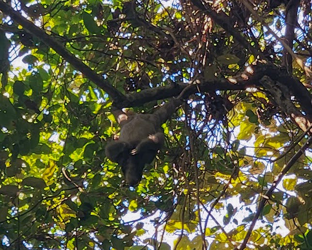A sloth hangs upside down by his feet from a tree branch arms bent toward  his chest scratching.
