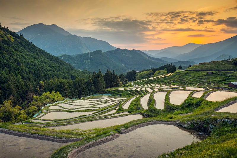 A tourist traveling in the Japanese countryside explores the rice fields of Niigata Prefecture’s Tokamachi
