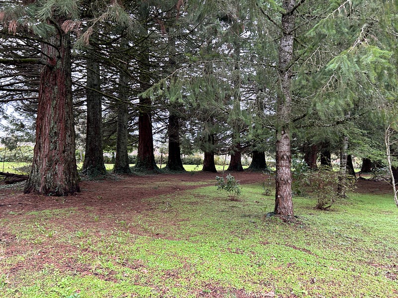 Photo by the author of a semi-circle of trees. This is just part of the semi-circle of Douglas firs.