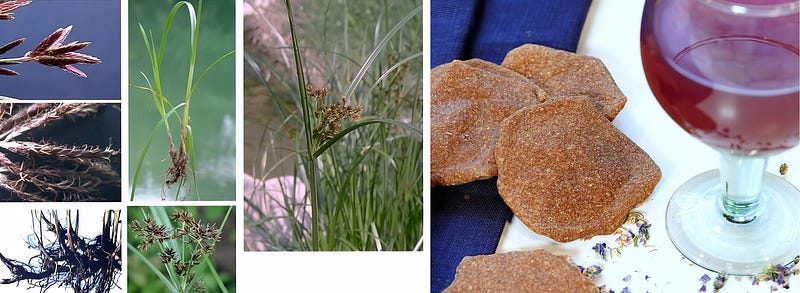 The Hidden Elegance of Galingale: Nature’s Aromatic Treasure