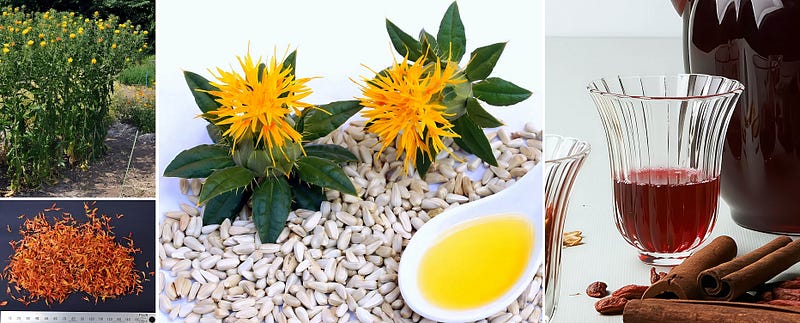 The Golden Bloom of Utility: Unveiling the World of Safflower (Carthamus tinctorius)