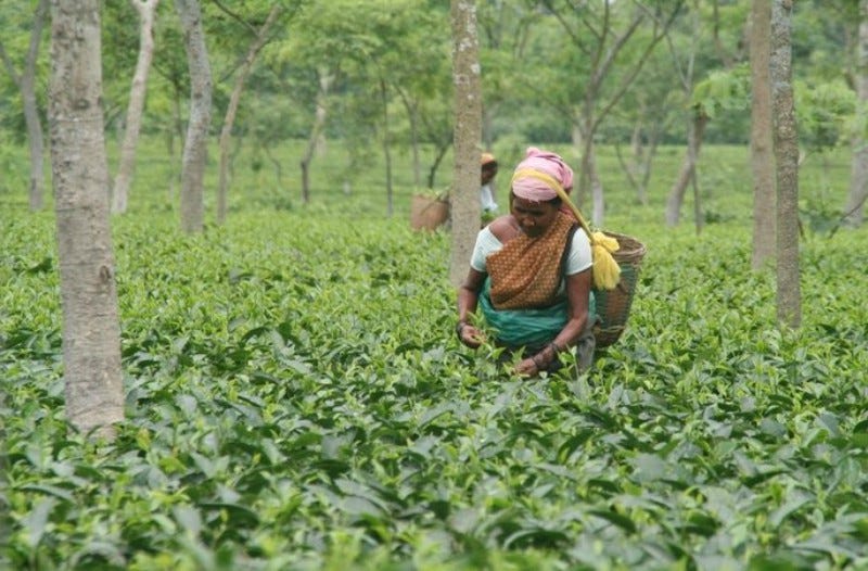 Assam Tea Gardens Have Their Own Time Heres The Story Of ‘bagan Time Vahdam® Global 4187