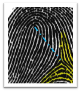 right fingerprint