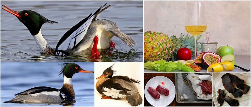 Crimson Diver: The Red-breasted Merganser and Its Unruly Elegance
