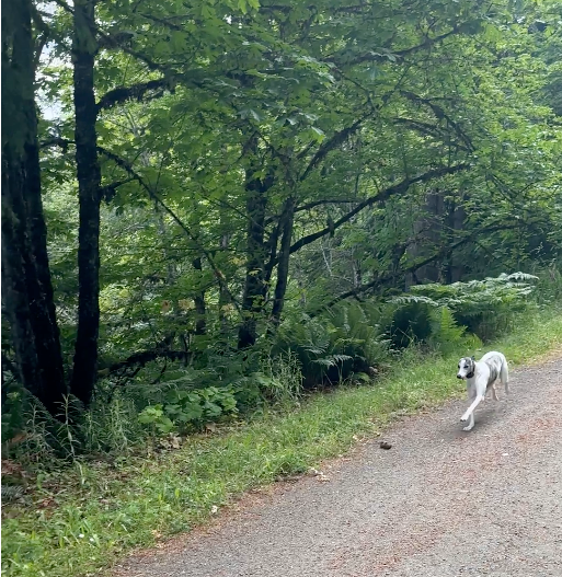 Agera the Whippet having a good run along the trail