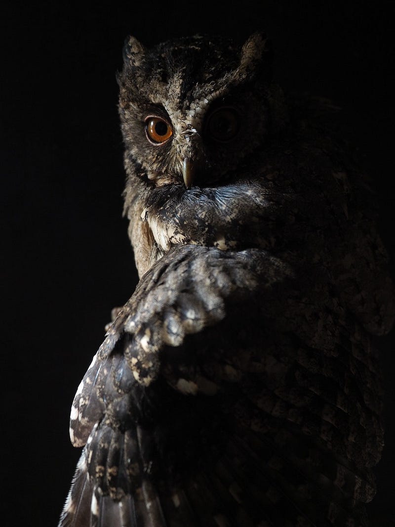 Writing and the Creative Life: Here’s to Us Night Owls!