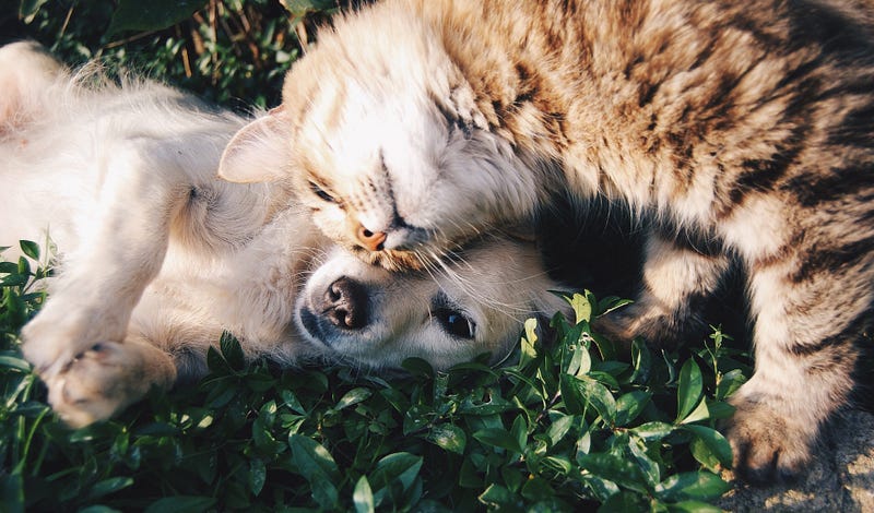Recognizing Cats and Dogs With TensorFlow