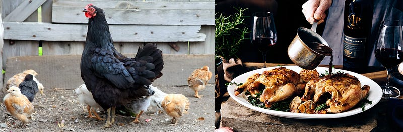 The Petite Elegance of Cornish Hen: Biology, Culture, and Cuisine