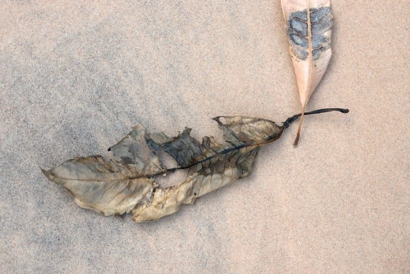 Abstract photograph of two brown leaves on sand, artfully intersecting, taken for healing by a holistic medical doctor