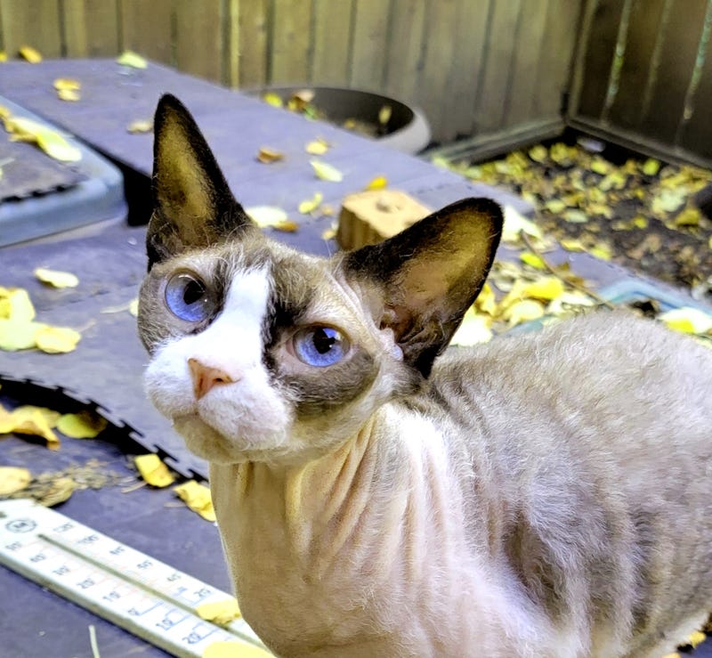 Our cat Tiqqi has bright blue eyes and is part sphynx and part snowshoe