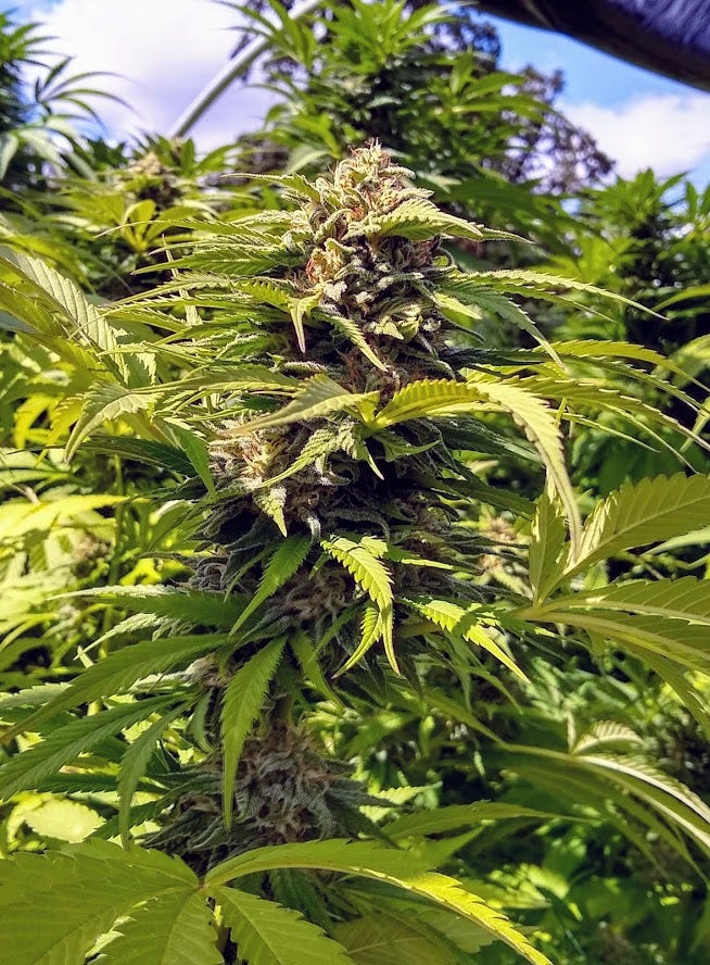 Is THC Bad for Cannabis?