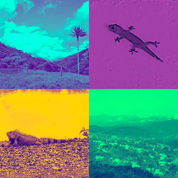 Collage of four photos with bright, highly saturated overlays. Top left: aqua mountains and palm. Top right: purple gecko. Bottom left: Yellow Iguana. Bottom right: green landscape of mountains and buildings.