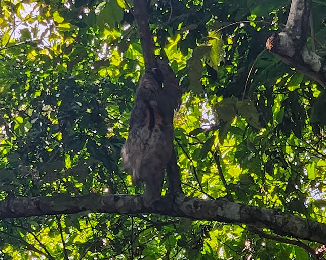 A sloth can be seen from behind climbing up from a lower horizontal branch to a higher vertical one.