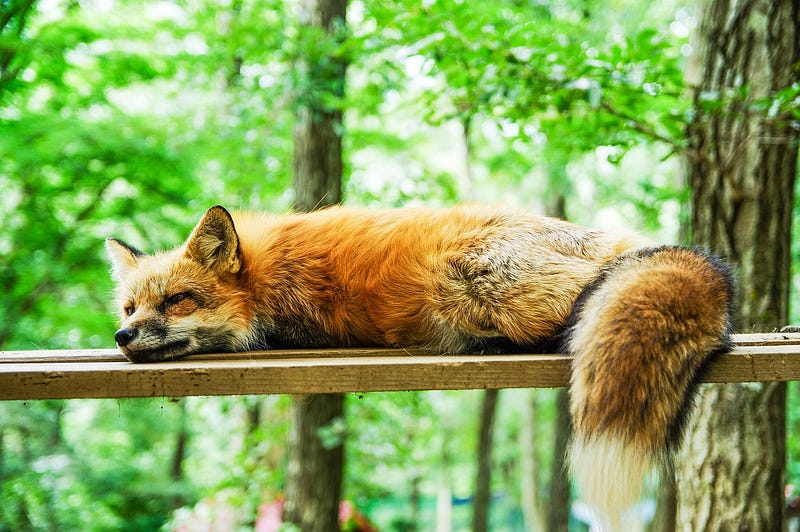 A Fox sleeping on a wooden table in the woods