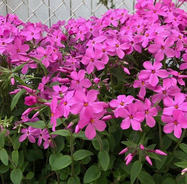 Image shows hot pink flowers against green foliage, with a white chain-link fence behind.