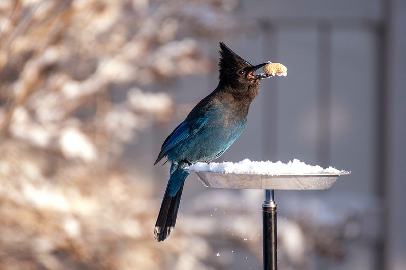 a blue and black bird feeding
