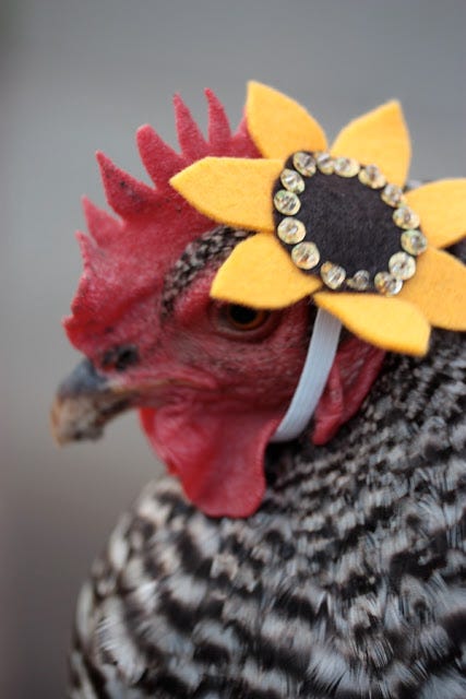 Chicken with a hat, the loopy revolution