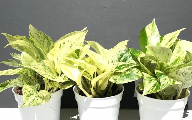 Snow Queen Pothos