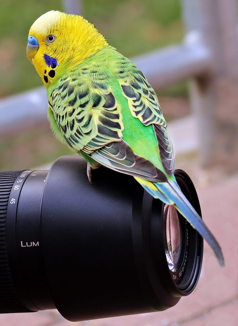 a parrot bird setting an a camera lens